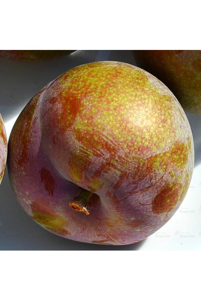 Плуот ‘Флейвор Супреме’ (гибрид абрикоса и сливы)